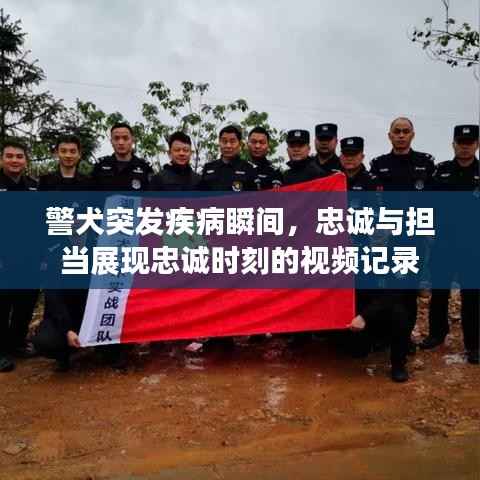 警犬突发疾病瞬间，忠诚与担当展现忠诚时刻的视频记录