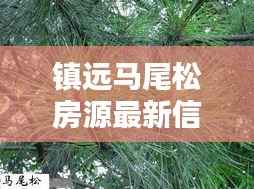 镇远马尾松房源最新信息，优质房源出售，速览抢先看！