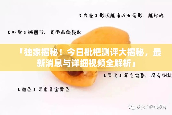 「独家揭秘！今日枇杷测评大揭秘，最新消息与详细视频全解析」