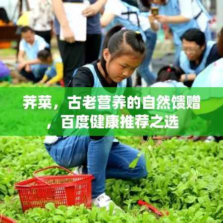 荠菜,古老营养的自然馈赠,百度健康推荐之选