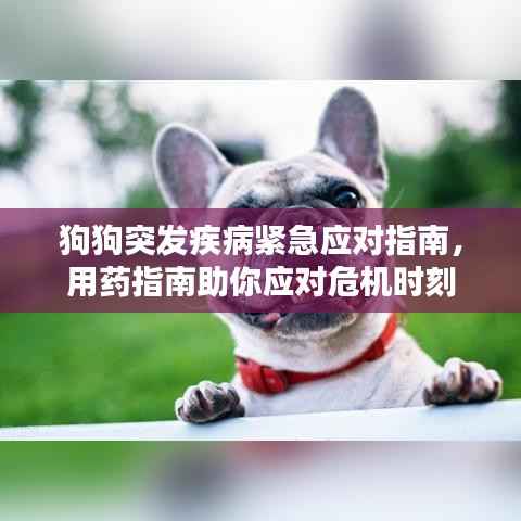 狗狗突发疾病紧急应对指南，用药指南助你应对危机时刻