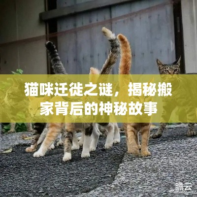 猫咪迁徙之谜，揭秘搬家背后的神秘故事