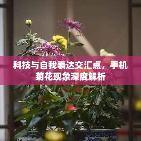 科技与自我表达交汇点，手机菊花现象深度解析