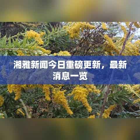 湘雅新闻今日重磅更新，最新消息一览