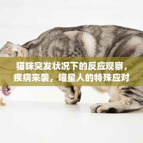 猫咪突发状况下的反应观察，疾病来袭，喵星人的特殊应对方式