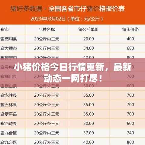 小猪价格今日行情更新，最新动态一网打尽！
