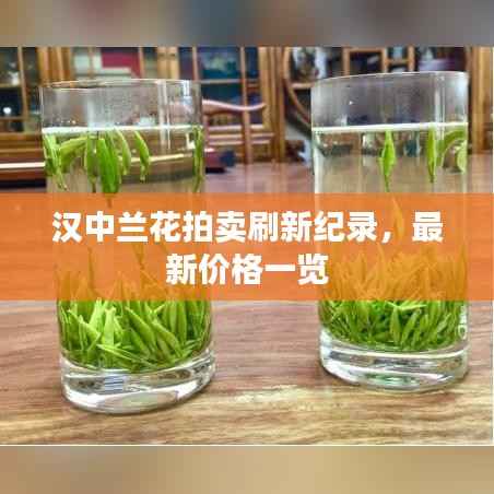汉中兰花拍卖刷新纪录，最新价格一览
