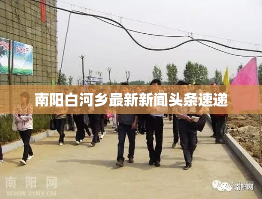 南阳白河乡最新新闻头条速递