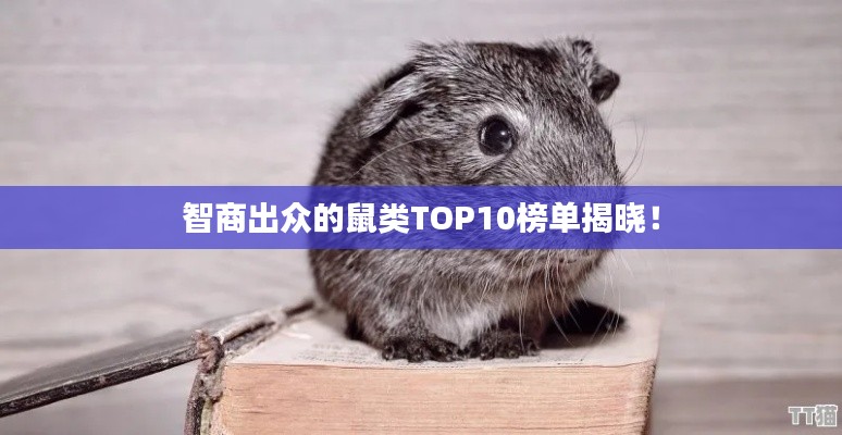 智商出众的鼠类TOP10榜单揭晓!