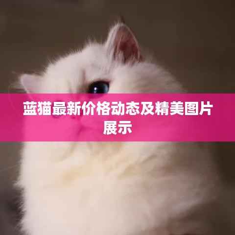 蓝猫最新价格动态及精美图片展示