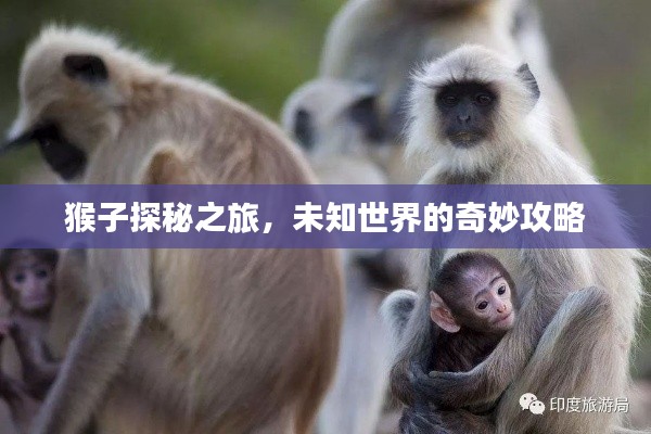 猴子探秘之旅，未知世界的奇妙攻略