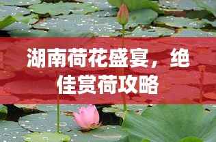 湖南荷花盛宴，绝佳赏荷攻略