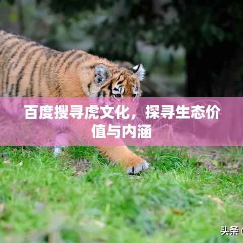 百度搜寻虎文化,探寻生态价值与内涵