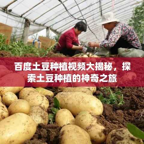 百度土豆种植视频大揭秘，探索土豆种植的神奇之旅
