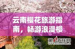 云南樱花旅游指南，畅游浪漫樱花仙境！