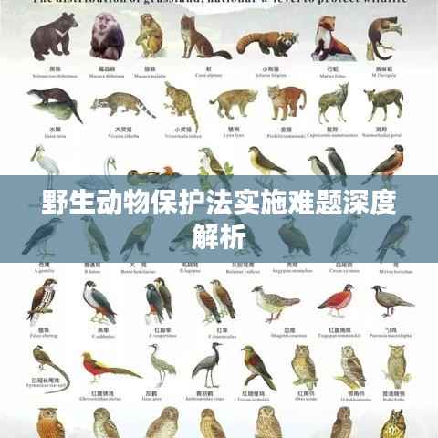 野生动物保护法实施难题深度解析