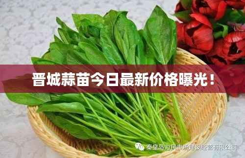 晋城蒜苗今日最新价格曝光！