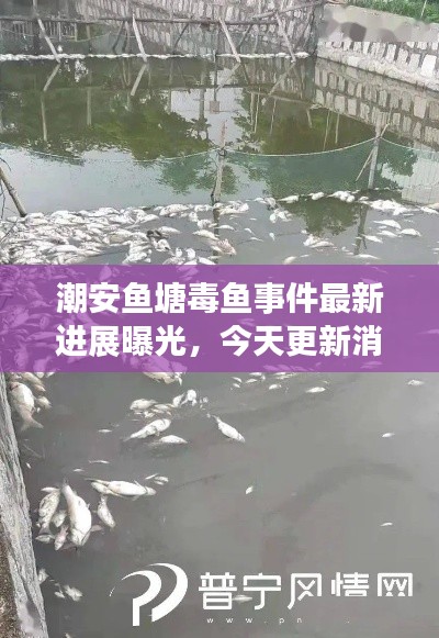 潮安鱼塘毒鱼事件最新进展曝光，今天更新消息！