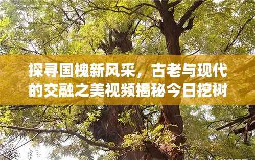 探寻国槐新风采，古老与现代的交融之美视频揭秘今日挖树现场