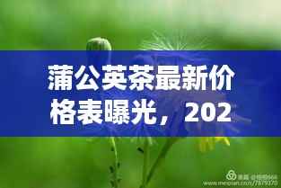 蒲公英茶最新价格表曝光,2023年行情一网打尽!