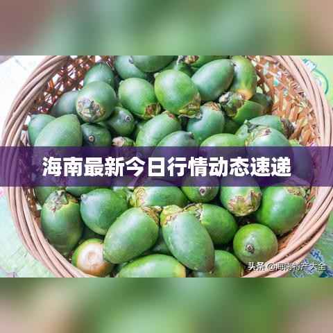 海南最新今日行情动态速递
