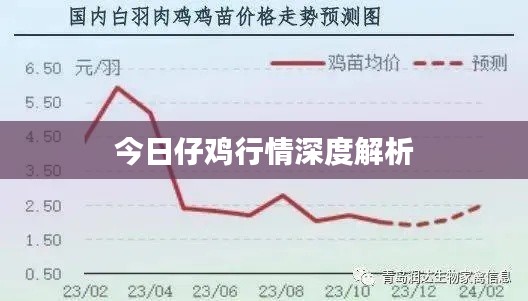 今日仔鸡行情深度解析