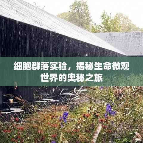 细胞群落实验，揭秘生命微观世界的奥秘之旅