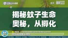 揭秘蚊子生命奥秘，从孵化到死亡的全过程