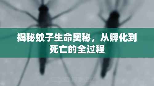 揭秘蚊子生命奥秘,从孵化到死亡的全过程