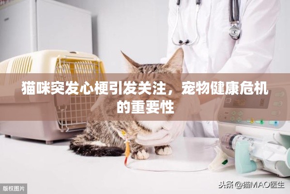 猫咪突发心梗引发关注，宠物健康危机的重要性