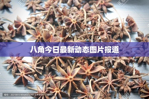 八角今日最新动态图片报道