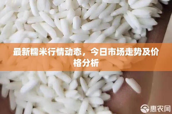 最新糯米行情动态，今日市场走势及价格分析