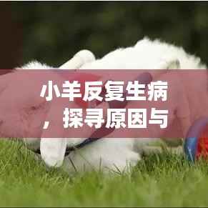 小羊反复生病，探寻原因与应对策略，你的责任何在？