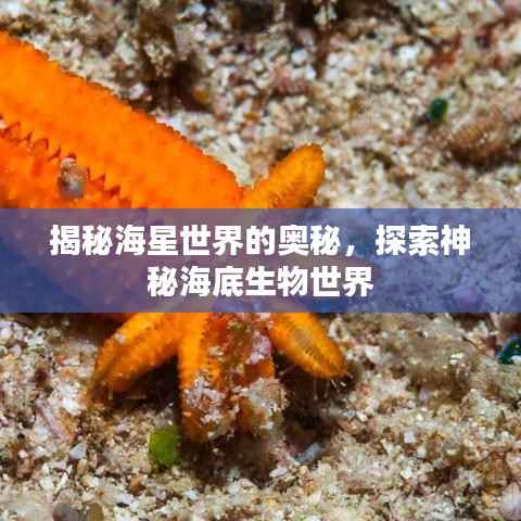 揭秘海星世界的奥秘，探索神秘海底生物世界