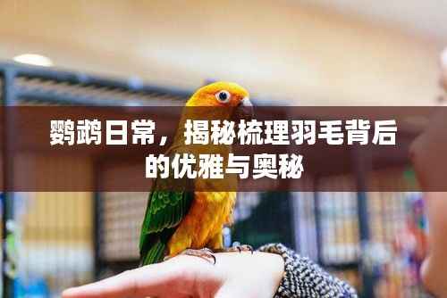 鹦鹉日常，揭秘梳理羽毛背后的优雅与奥秘