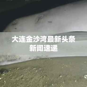 大连金沙湾最新头条新闻速递