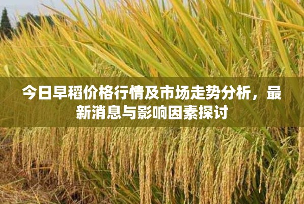 今日早稻价格行情及市场走势分析,最新消息与影响因素探讨