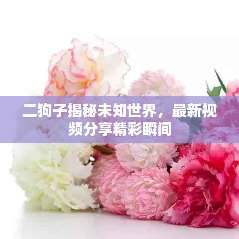 二狗子揭秘未知世界，最新视频分享精彩瞬间