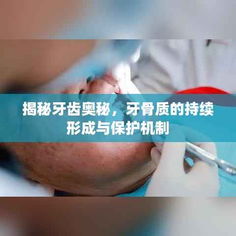 揭秘牙齿奥秘，牙骨质的持续形成与保护机制