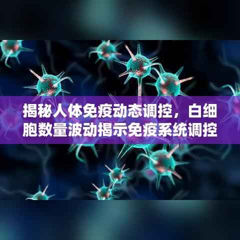 揭秘人体免疫动态调控，白细胞数量波动揭示免疫系统调控机制新发现