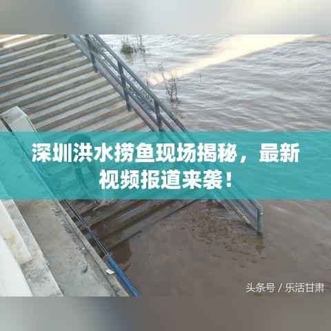 深圳洪水捞鱼现场揭秘，最新视频报道来袭！