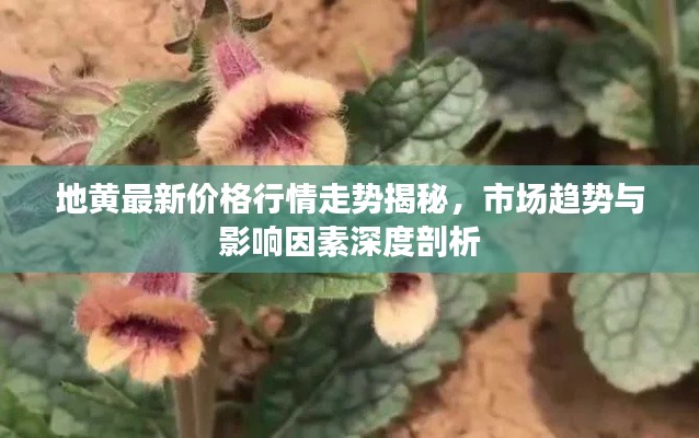 地黄最新价格行情走势揭秘，市场趋势与影响因素深度剖析