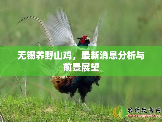 无锡养野山鸡，最新消息分析与前景展望