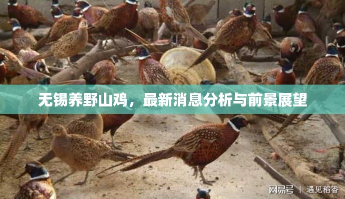 无锡养野山鸡,最新消息分析与前景展望