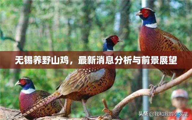 无锡养野山鸡,最新消息分析与前景展望