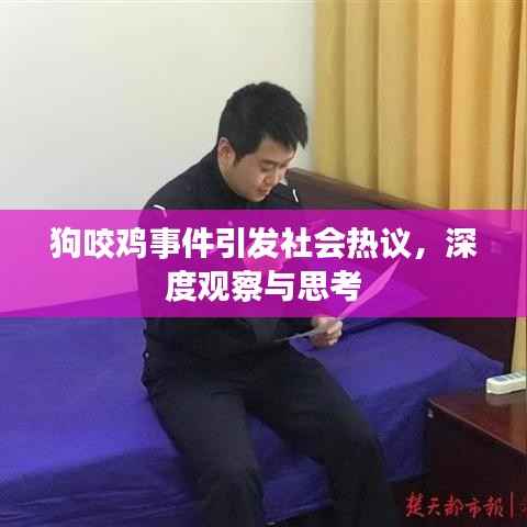 狗咬鸡事件引发社会热议,深度观察与思考