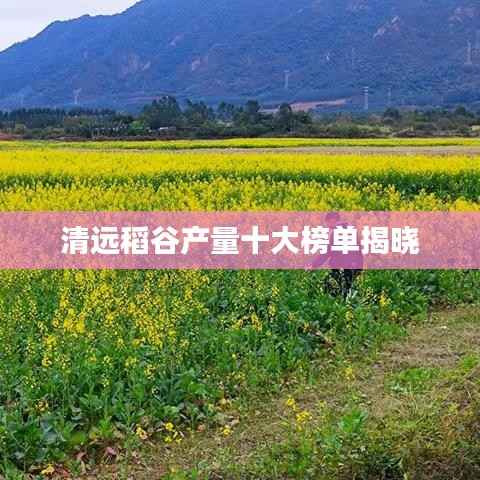 清远稻谷产量十大榜单揭晓