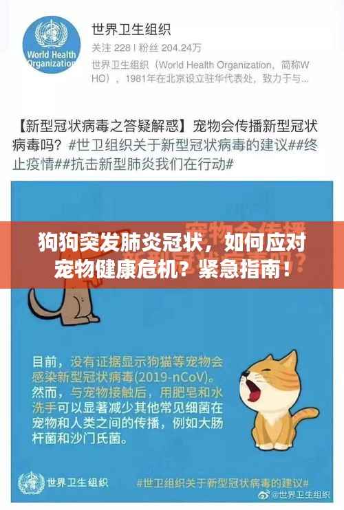 狗狗突发肺炎冠状,如何应对宠物健康危机?紧急指南!