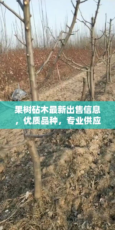 果树砧木最新出售信息，优质品种，专业供应