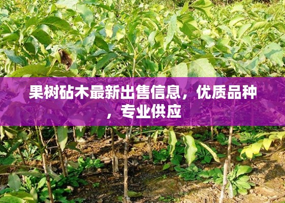 果树砧木最新出售信息,优质品种,专业供应